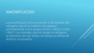 AMONIFICACION
La amonificación es la conversión a ion amonio del
nitrógeno que en la materia viva aparece
principalmente como grupos amino (-NH2) o imino
(-NH-). Los animales, que no oxidan el nitrógeno,
se deshacen del que tienen en exceso en forma de
distintos compuestos.
 