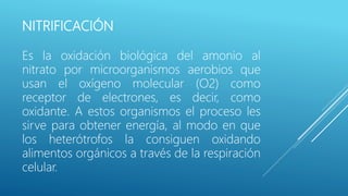NITRIFICACIÓN
Es la oxidación biológica del amonio al
nitrato por microorganismos aerobios que
usan el oxígeno molecular (O2) como
receptor de electrones, es decir, como
oxidante. A estos organismos el proceso les
sirve para obtener energía, al modo en que
los heterótrofos la consiguen oxidando
alimentos orgánicos a través de la respiración
celular.
 