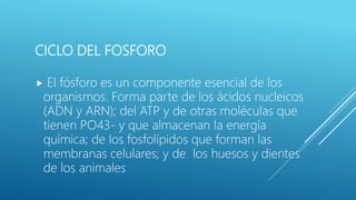 CICLO DEL FOSFORO
 El fósforo es un componente esencial de los
organismos. Forma parte de los ácidos nucleicos
(ADN y ARN); del ATP y de otras moléculas que
tienen PO43- y que almacenan la energía
química; de los fosfolípidos que forman las
membranas celulares; y de los huesos y dientes
de los animales
 