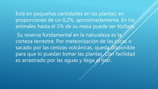 Está en pequeñas cantidades en las plantas, en
proporciones de un 0,2%, aproximadamente. En los
animales hasta el 1% de su masa puede ser fósforo.
Su reserva fundamental en la naturaleza es la
corteza terrestre. Por meteorización de las rocas o
sacado por las cenizas volcánicas, queda disponible
para que lo puedan tomar las plantas. Con facilidad
es arrastrado por las aguas y llega al mar.
 