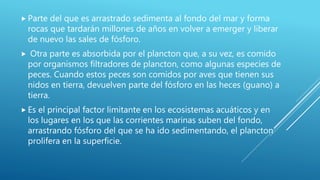 Parte del que es arrastrado sedimenta al fondo del mar y forma
rocas que tardarán millones de años en volver a emerger y liberar
de nuevo las sales de fósforo.
 Otra parte es absorbida por el plancton que, a su vez, es comido
por organismos filtradores de plancton, como algunas especies de
peces. Cuando estos peces son comidos por aves que tienen sus
nidos en tierra, devuelven parte del fósforo en las heces (guano) a
tierra.
 Es el principal factor limitante en los ecosistemas acuáticos y en
los lugares en los que las corrientes marinas suben del fondo,
arrastrando fósforo del que se ha ido sedimentando, el plancton
prolifera en la superficie.
 