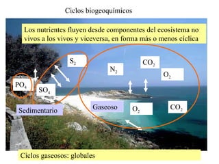 Ciclos biogeoguímicos 1
Ciclos biogeoquímicos
Los nutrientes fluyen desde componentes del ecosistema no
vivos a los vivos y viceversa, en forma más o menos cíclica
CO2
CO2
O2
O2
N2
SO4
S2
PO4
GaseosoSedimentario
Ciclos gaseosos: globales
 