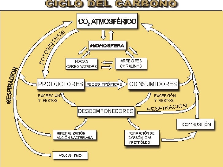 Ciclos Biogeoquimicos