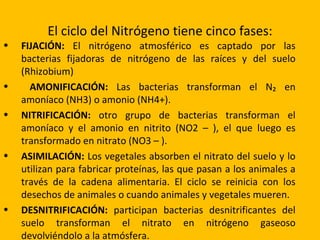 El ciclo del Nitrógeno tiene cinco fases:
•   FIJACIÓN: El nitrógeno atmosférico es captado por las
    bacterias fijadoras de nitrógeno de las raíces y del suelo
    (Rhizobium)
•     AMONIFICACIÓN: Las bacterias transforman el N₂ en
    amoníaco (NH3) o amonio (NH4+).
•   NITRIFICACIÓN: otro grupo de bacterias transforman el
    amoníaco y el amonio en nitrito (NO2 – ), el que luego es
    transformado en nitrato (NO3 – ).
•   ASIMILACIÓN: Los vegetales absorben el nitrato del suelo y lo
    utilizan para fabricar proteínas, las que pasan a los animales a
    través de la cadena alimentaria. El ciclo se reinicia con los
    desechos de animales o cuando animales y vegetales mueren.
•   DESNITRIFICACIÓN: participan bacterias desnitrificantes del
    suelo transforman el nitrato en nitrógeno gaseoso
    devolviéndolo a la atmósfera.
 