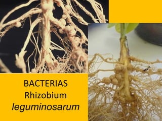 BACTERIAS
   Rhizobium
leguminosarum
 