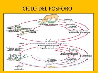 CICLO DEL FOSFORO
 