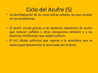 Ciclo del Azufre (S)
• La desintegración de las rocas extrae sulfatos, los que circulan
  en los ecosistemas.

• El azufre circula gracias a las bacterias reductoras de azufre
  que reducen sulfatos y otros compuestos similares y a las
  bacterias nitrificantes que oxidan sulfuros.
• El H2S (Ácido sulfúrico) que regresa a la atmósfera que se
  oxida espontáneamente es acarreado por la lluvia.
 