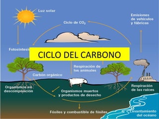 CICLO DEL CARBONO
 