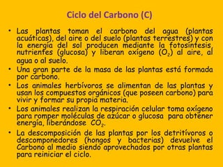 Ciclo del Carbono (C)
• Las plantas toman el carbono del agua (plantas
  acuáticas), del aire o del suelo (plantas terrestres) y con
  la energía del sol producen mediante la fotosíntesis,
  nutrientes (glucosa) y liberan oxígeno (O2) al aire, al
  agua o al suelo.
• Una gran parte de la masa de las plantas está formada
  por carbono.
• Los animales herbívoros se alimentan de las plantas y
  usan los compuestos orgánicos (que poseen carbono) para
  vivir y formar su propia materia.
• Los animales realizan la respiración celular toma oxígeno
  para romper moléculas de azúcar o glucosa para obtener
  energía, liberándose CO2.
• La descomposición de las plantas por los detritívoros o
  descomponedores (hongos y bacterias) devuelve el
  Carbono al medio siendo aprovechados por otras plantas
  para reiniciar el ciclo.
 
