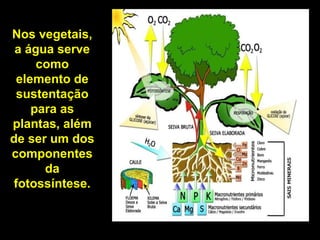 Nos vegetais,
a água serve
como
elemento de
sustentação
para as
plantas, além
de ser um dos
componentes
da
fotossíntese.
 