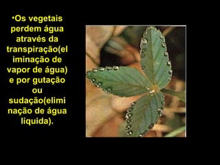 •Os vegetais
perdem água
através da
transpiração(el
iminação de
vapor de água)
e por gutação
ou
sudação(elimi
nação de água
líquida).
 