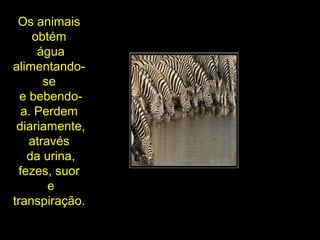 Os animais
obtém
água
alimentando-
se
e bebendo-
a. Perdem
diariamente,
através
da urina,
fezes, suor
e
transpiração.
 