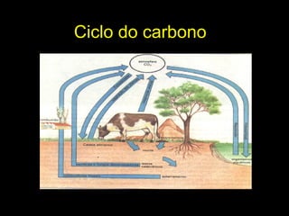 Ciclo do carbono
 