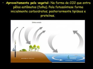 • Aproveitamento pelo vegetal: Na forma de CO2 que entra
pêlos estômatos (folha). Pela fotossíntese forma
inicialmente carboidratos; posteriormente lipídeos e
proteínas.
 