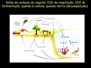 Saída de carbono do vegetal: CO2 da respiração; CO2 da
fermentação; quando é comido; quando morre (decomposição).
 