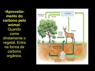 •Aproveita-
mento do
carbono pelo
animal:
Quando
come
diretamente o
vegetal. Entra
na forma de
carbono
orgânico.
 