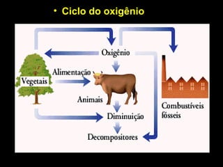 • Ciclo do oxigênio
 