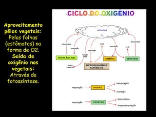 Aproveitamento
pêlos vegetais:
Pelas folhas
(estômatos) na
forma de O2.
Saída de
oxigênio nos
vegetais:
Através da
fotossíntese.
 