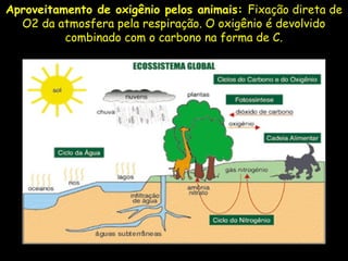 Aproveitamento de oxigênio pelos animais: Fixação direta de
O2 da atmosfera pela respiração. O oxigênio é devolvido
combinado com o carbono na forma de C.
 