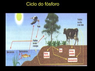 Ciclo do fósforo
 