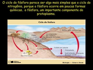 O ciclo do fósforo parece ser algo mais simples que o ciclo do
nitrogênio, porque o fósforo ocorre em poucas formas
químicas. o fósforo, um importante componente do
protoplasma.
 