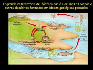 O grande reservatório de fósforo não é o ar, mas as rochas e
outros depósitos formados em idades geológicas passadas.
 