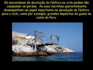 Os mecanismos de devolução do fósforo ao ciclo podem não
compensar as perdas. As aves marinhas aparentemente
desempenham um papel importante na devolução do fósforo
para o ciclo, como por exemplo, grandes depósitos de guano na
costa do Peru.
 