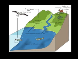Ciclos biogeoquimicos