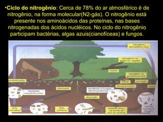 •Ciclo do nitrogênio: Cerca de 78% do ar atmosférico é de
nitrogênio, na forma molecular(N2-gás). O nitrogênio está
presente nos aminoácidos das proteínas, nas bases
nitrogenadas dos ácidos nucléicos. No ciclo do nitrogênio
participam bactérias, algas azuis(cianofíceas) e fungos.
 