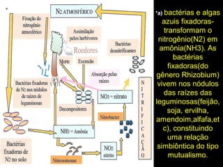 •a) bactérias e algas
azuis fixadoras-
transformam o
nitrogênio(N2) em
amônia(NH3). As
bactérias
fixadoras(do
gênero Rhizobium)
vivem nos nódulos
das raízes das
leguminosas(feijão,
soja, ervilha,
amendoim,alfafa,et
c), constituindo
uma relação
simbiôntica do tipo
mutualismo.
 