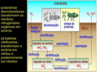 b) bactérias
decompositoras-
transformam os
resíduos
nitrogenados
orgânicos em
amônia.
c) batérias
nitrificantes-
transformam a
amônia em
nitritos e
posteriormente
em nitratos.
 
