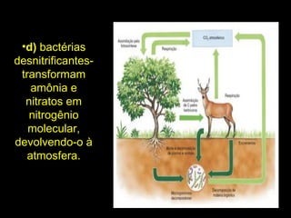 •d) bactérias
desnitrificantes-
transformam
amônia e
nitratos em
nitrogênio
molecular,
devolvendo-o à
atmosfera.
 
