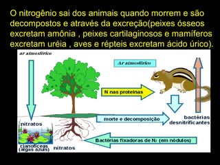 O nitrogênio sai dos animais quando morrem e são
decompostos e através da excreção(peixes ósseos
excretam amônia , peixes cartilaginosos e mamíferos
excretam uréia , aves e répteis excretam ácido úrico).
 