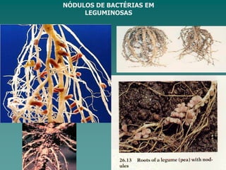 NÓDULOS DE BACTÉRIAS EM
LEGUMINOSAS
 
