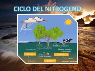 CICLO DEL NITROGENO
 