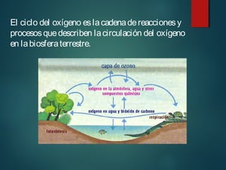 El ciclo del oxígeno eslacadenadereaccionesy
procesosquedescriben lacirculación del oxígeno
en labiosferaterrestre.
 