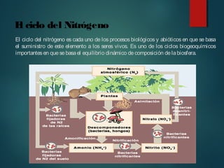 El ciclo del nitrógeno es cada uno de los procesos biológicos y abióticos en que se basa
el suministro de este elemento a los seres vivos. Es uno de los ciclos biogeoquímicos
importantesen quesebasael equilibrio dinámico decomposición delabiosfera.
El ciclo del Nitrógeno
 