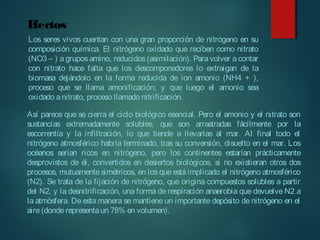 Efectos
Los seres vivos cuentan con una gran proporción de nitrógeno en su
composición química. El nitrógeno oxidado que reciben como nitrato
(NO3 – ) a grupos amino, reducidos (asimilación). Para volver a contar
con nitrato hace falta que los descomponedores lo extraigan de la
biomasa dejándolo en la forma reducida de ion amonio (NH4 + ),
proceso que se llama amonificación; y que luego el amonio sea
oxidado anitrato, proceso llamado nitrificación.
Así parece que se cierra el ciclo biológico esencial. Pero el amonio y el nitrato son
sustancias extremadamente solubles, que son arrastradas fácilmente por la
escorrentía y la infiltración, lo que tiende a llevarlas al mar. Al final todo el
nitrógeno atmosférico habría terminado, tras su conversión, disuelto en el mar. Los
océanos serían ricos en nitrógeno, pero los continentes estarían prácticamente
desprovistos de él, convertidos en desiertos biológicos, si no existieran otros dos
procesos, mutuamente simétricos, en los que está implicado el nitrógeno atmosférico
(N2). Se trata de la fijación de nitrógeno, que origina compuestos solubles a partir
del N2, y la desnitrificación, una forma de respiración anaerobia que devuelve N2 a
la atmósfera. De esta manera se mantiene un importante depósito de nitrógeno en el
aire(donde representaun 78% en volumen).
 