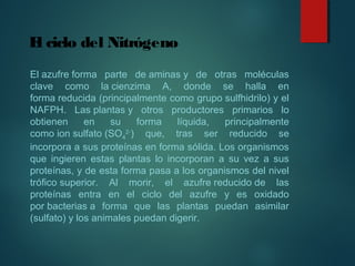 El ciclo del Nitrógeno
El azufre forma  parte  de aminas y  de  otras  moléculas 
clave  como  la cienzima  A,  donde  se  halla  en 
forma reducida (principalmente como grupo sulfhidrilo) y el 
NAFPH.  Las plantas y  otros  productores  primarios  lo 
obtienen  en  su  forma  líquida,  principalmente 
como ion sulfato (SO4
2-
)  que,  tras  ser  reducido  se 
incorpora a sus proteínas en forma sólida. Los organismos 
que  ingieren  estas  plantas  lo  incorporan  a  su  vez  a  sus 
proteínas, y de esta forma pasa a los organismos del nivel 
trófico superior.  Al  morir,  el  azufre reducido de  las 
proteínas  entra  en  el  ciclo  del  azufre  y  es  oxidado 
por bacterias a  forma  que  las  plantas  puedan  asimilar 
(sulfato) y los animales puedan digerir.
 