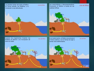 Ciclos biogeoquimicos