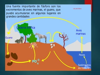 Ciclos biogeoquimicos