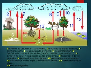 1-Dióxido de carbono en la atmósfera, 2-Fábricas/centrales térmicas, 3-
Depósito calizo, 4-Respiración de las raíces, 5-Descomposición, 6-
Depósito de combustibles fósiles (carbón, petróleo, gas natural...), 7-
Emisión del suelo y respiración de los organismos, 8-Respiración de los
animales, 9-Respiración de las plantas, 10-Asimilación por las plantas,
11-Respiración de las algas y animales acuáticos, 12-Fotosíntesis de las
algas,
13-Restos vegetales
 
