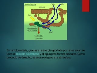 En lafotosíntesis, graciasalaenergíaaportadapor laluz solar, se
unen el dióxido decarbono y el aguaparaformar azúcares. Como
producto dedesecho, searrojaoxígeno alaatmósfera.
 