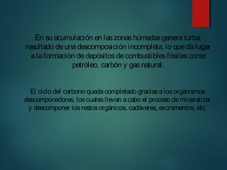 En su acumulación en laszonashúmedasgeneraturba,
resultado deunadescomposición incompleta, lo quedalugar
alaformación dedepósitosdecombustiblesfósilescomo
petróleo, carbón y gasnatural.
El ciclo del carbono quedacompletado graciasalosorganismos
descomponedores, loscualesllevan acabo el proceso demineralizar
y descomponer losrestosorgánicos, cadáveres, excrementos, etc.
 