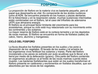 FOSFORO
La proporción de fósforo en la materia viva es bastante pequeña, pero el
papel que desempeña es vital. Es componente de los ácidos nucleicos
como el ADN. Se encuentra presente en los huesos y piezas dentarias.
En la fotosíntesis y en la respiración celular, muchas sustancias intermedias
están combinadas con el fósforo, tal el caso del trifosfato de adenosina
(ATP) que almacena energía.
El fósforo es el principal factor limitante del crecimiento para los
ecosistemas, porque su ciclo está muy relacionado con su movimiento entre
los continentes y los océanos.
La mayor reserva de fósforo está en la corteza terrestre y en los depósitos
de rocas marinas. El fósforo se encuentra en forma de fosfatos (sales) de
calcio, hierro, aluminio y manganeso.
CICLO DEL FOSFORO
La lluvia disuelve los fosfatos presentes en los suelos y los pone a
disposición de los vegetales. El lavado de los suelos y el arrastre de
los organismos vivos fertilizan los océanos y mares. Parte del fósforo
incorporado a los peces es extraído por aves acuáticas que lo llevan a la
tierra por medio de la defecación (guano). Otra parte del fósforo contenido
en organismos acuáticos va al fondo de las rocas marinas cuando éstos
mueren. Las bacterias fosfatizantes que están en los suelos transforman el
fósforo presente en cadáveres y excrementos en fosfatos disueltos, que son
absorbidos por las raíces de los vegetales.
 