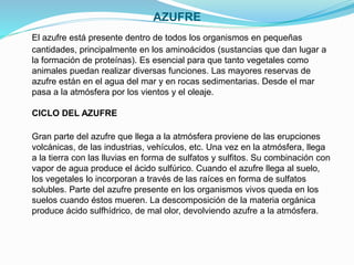 AZUFRE
El azufre está presente dentro de todos los organismos en pequeñas
cantidades, principalmente en los aminoácidos (sustancias que dan lugar a
la formación de proteínas). Es esencial para que tanto vegetales como
animales puedan realizar diversas funciones. Las mayores reservas de
azufre están en el agua del mar y en rocas sedimentarias. Desde el mar
pasa a la atmósfera por los vientos y el oleaje.
CICLO DEL AZUFRE
Gran parte del azufre que llega a la atmósfera proviene de las erupciones
volcánicas, de las industrias, vehículos, etc. Una vez en la atmósfera, llega
a la tierra con las lluvias en forma de sulfatos y sulfitos. Su combinación con
vapor de agua produce el ácido sulfúrico. Cuando el azufre llega al suelo,
los vegetales lo incorporan a través de las raíces en forma de sulfatos
solubles. Parte del azufre presente en los organismos vivos queda en los
suelos cuando éstos mueren. La descomposición de la materia orgánica
produce ácido sulfhídrico, de mal olor, devolviendo azufre a la atmósfera.
 