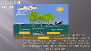 CICLO DEL
NITROGENO
 