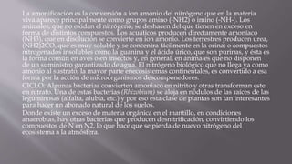 La amonificación es la conversión a ion amonio del nitrógeno que en la materia
viva aparece principalmente como grupos amino (-NH2) o imino (-NH-). Los
animales, que no oxidan el nitrógeno, se deshacen del que tienen en exceso en
forma de distintos compuestos. Los acuáticos producen directamente amoníaco
(NH3), que en disolución se convierte en ion amonio. Los terrestres producen urea,
(NH2)2CO, que es muy soluble y se concentra fácilmente en la orina; o compuestos
nitrogenados insolubles como la guanina y el ácido úrico, que son purinas, y ésta es
la forma común en aves o en insectos y, en general, en animales que no disponen
de un suministro garantizado de agua. El nitrógeno biológico que no llega ya como
amonio al sustrato, la mayor parte enecosistemas continentales, es convertido a esa
forma por la acción de microorganismos descomponedores.
CICLO: Algunas bacterias convierten amoniaco en nitrito y otras transforman este
en nitrato. Una de estas bacterias (Rhizobium) se aloja en nódulos de las raíces de las
leguminosas (alfalfa, alubia, etc.) y por eso esta clase de plantas son tan interesantes
para hacer un abonado natural de los suelos.
Donde existe un exceso de materia orgánica en el mantillo, en condiciones
anaerobias, hay otras bacterias que producen desnitrificación, convirtiendo los
compuestos de N en N2, lo que hace que se pierda de nuevo nitrógeno del
ecosistema a la atmósfera.
 