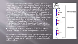 La nitrificación es la oxidación biológica del amonio al
nitrato por microorganismos aerobios que usan el oxígeno
molecular (O2) como receptor de electrones, es decir, como
oxidante. A estos organismos el proceso les sirve para
obtener energía, al modo en que los heterótrofos la
consiguen oxidando alimentos orgánicos a través de la
respiración celular. El C lo consiguen del CO2 atmosférico,
así que son organismos autótrofos. El proceso fue
descubierto por Sergéi Vinogradski y en realidad consiste
en dos procesos distintos, separados y consecutivos,
realizados por organismos diferentes:
• Nitritación. Partiendo de amonio se obtiene nitrito
(NO2–). Lo realizan bacterias de, entre otros, los géneros
Nitrosomonas y Nitrosococcus.
• Nitratación. Partiendo de nitrito se produce nitrato
(NO3–). Lo realizan bacterias del género Nitrobacter.
La combinación de amonificación y nitrificación devuelve
a una forma asimilable por las plantas, el nitrógeno que
ellas tomaron del suelo y pusieron en circulación por la
cadena trófica.
 