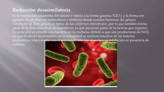 Reducción desasimilatoria
Es la respiración anaerobia del nitrato y nitrito a la forma gaseosa N2O y a la forma ion
amonio. Se produce en estercoleros y turberas donde residen bacterias del género
Citrobacter sp. Este género es típico de las coliformes enterofecales, por lo que también forma
parte de la flora intestinal de mamíferos, ya que procesan parte de la lactosa que ingieren.
En principio se estudió esta bacteria en las turberas debido a que son productoras de NO2,
un gas de efecto invernadero, en la actualidad se realizan estudios de las baterías
enzimáticas relacionadas con el retorno de amonio al suelo y su inhibición en presencia de
sulfatos.
 